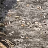 В соцсетях показали дом, где живут все курильщики Благовещенска