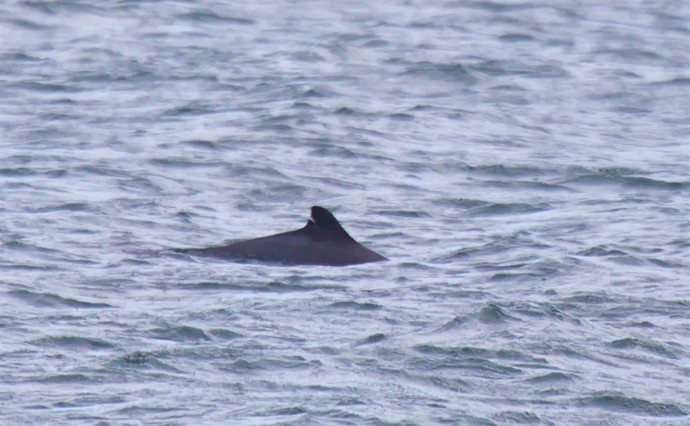 На редкость большое стадо краснокнижных морских свиней заметили у Курил На редкость большое стадо краснокнижных морских свиней заметили у Курил