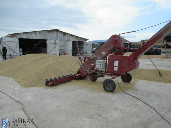 Погода серьёзно повлияла на урожай в Бурятии