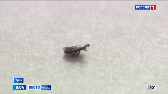 За неделю клещи укусили 78 человек