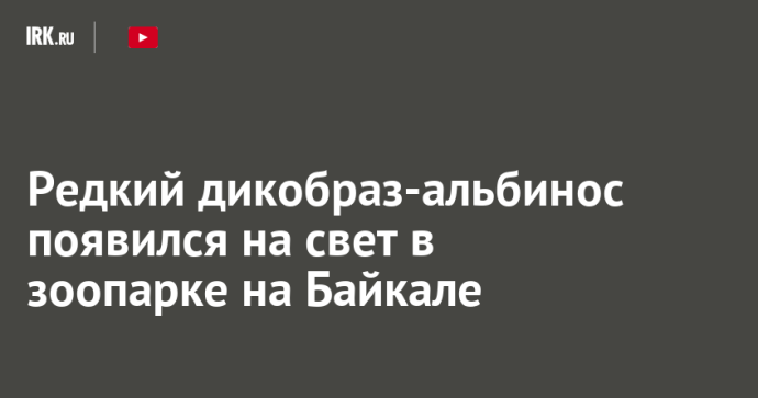 Редкий дикобраз-альбинос появился на свет в зоопарке на Байкале