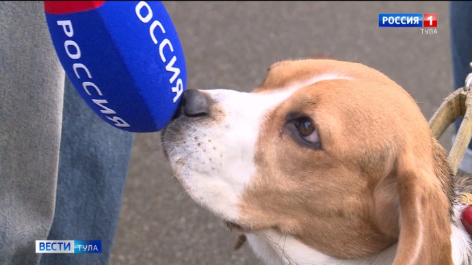 Российская кинологическая федерация рассказала, как собрать «тревожный чемоданчик» для собаки на случай ЧП