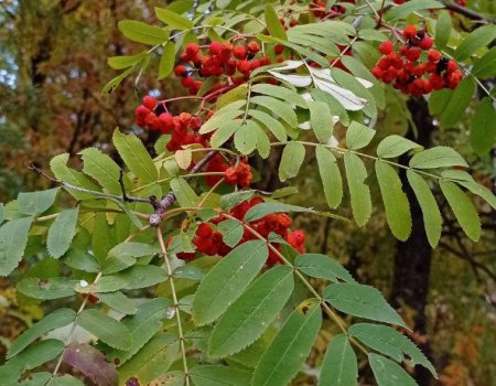 В Башкирии к выходным немного потеплеет В Башкирии к выходным немного потеплеет