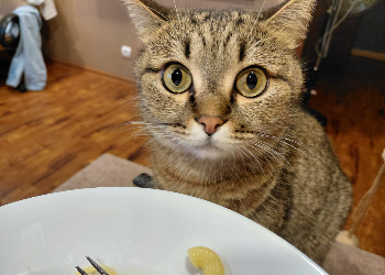 Скорпионы ничего не смогут изменить, Стрельцы рискуют всех распугать