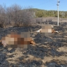 В Башкирии несколько коров убило током