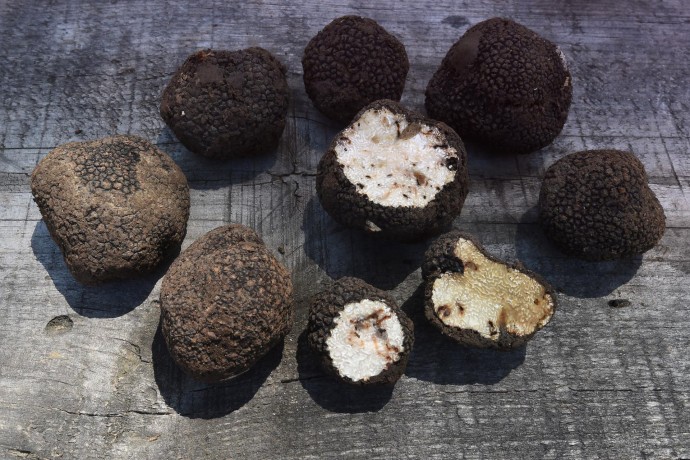 Биолог Глазков: В Московской области начался сезон сбора белого русского трюфеля