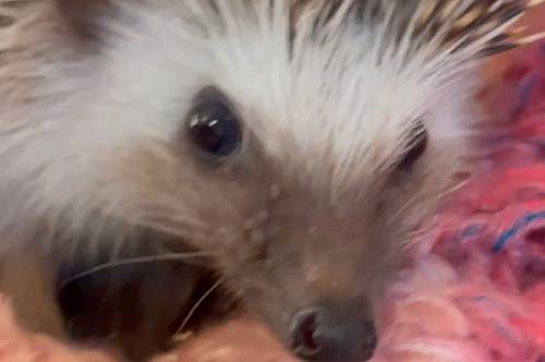 Ежиху Фаину спасли от гнойного воспаления в Приамурье