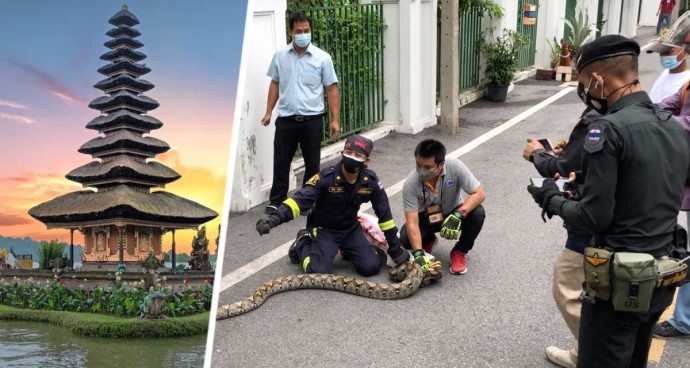 Балийский яд: российский турист умер на Бали от укуса ядовитой змеи