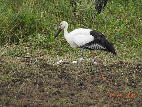 Амурский орнитолог спас ослабшего молодого аиста