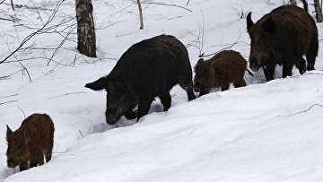 Суд не стал возмещать штраф за неудачную охоту с выстрелом не в того кабана