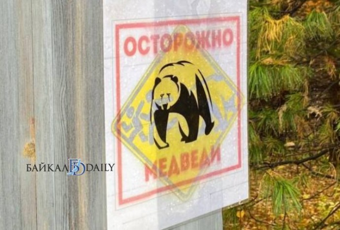 В Иркутской области медведя встретили возле детского лагеря