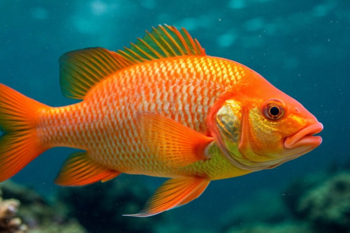 Рыбопереработка в Калининградской области выросла на 13% за 9 месяцев