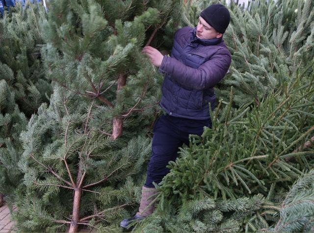 Ёлочные базары в Белгороде начнут работать 19 декабря