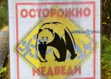 На севере Бурятии сообщили о выходе медведя