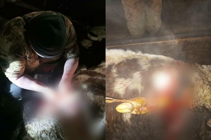В Сунтарском районе Якутии корове провели успешное кесарево сечение