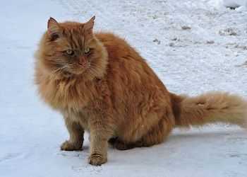 Тельцам предстоит длительная поездка, Водолеям простят все что угодно