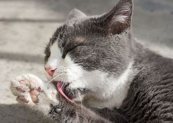 Скорпионам главное — дожить до вечера, Львам потребуется полное отсутствие эмоций