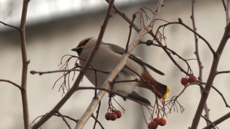 Орнитологи рассказали, чем можно и нельзя подкармливать птиц в морозы