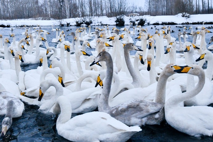 Биолог Глазков: Водоплавающие птицы улетят из Москвы на зимовку через пару недель