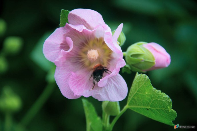 В субботу в Кирове ожидается +30 В субботу в Кирове ожидается +30