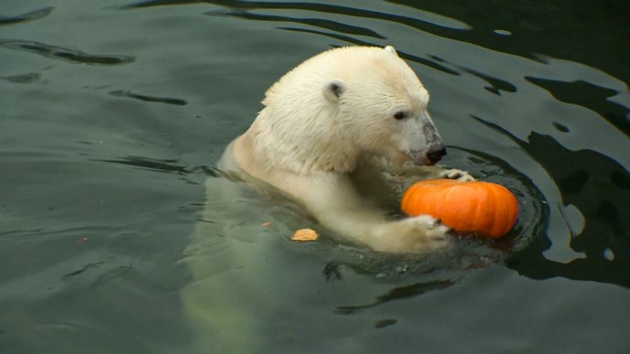 Уникальная белая медведица Хаарчаана: в Ленинградском зоопарке отметили её день рождения ледяным тортом и играми Уникальная белая медведица Хаарчаана: в Ленинградском зоопарке отметили её день рождения ледяным тортом и играми