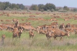 Времена. Крупнейшая железнодорожная катастрофа, в Саратове предлагают определить статус сайгаков