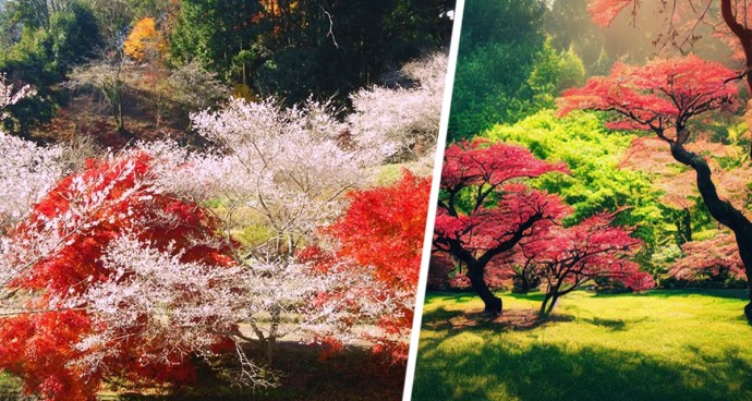 Билеты в Японию «по-китайски»: туристам дали советы, как сэкономить и увидеть сезон сакуры в 2026 году Билеты в Японию «по-китайски»: туристам дали советы, как сэкономить и увидеть сезон сакуры в 2026 году