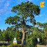 Кировчан призывают проголосовать за 230-летний вяз