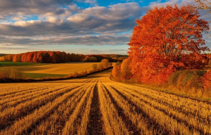 На Украине фермерам приходится оставлять урожай на полях