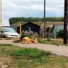 Похоронившую собаку во дворе жительницу Марий Эл обязали кремировать труп