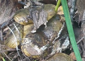 Их просто море: черные грузди пошли в амурских лесах Их просто море: черные грузди пошли в амурских лесах