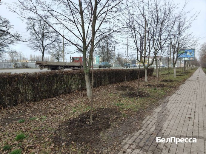 Вдоль центральной автомагистрали в Белгороде высадили более 500 деревьев Вдоль центральной автомагистрали в Белгороде высадили более 500 деревьев