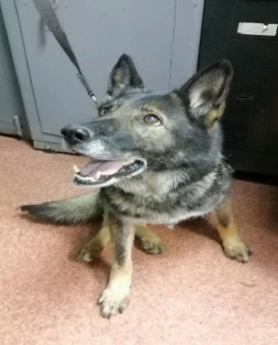 Полицейские овчарки Жустель и Урсель ждут новых хозяев Полицейские овчарки Жустель и Урсель ждут новых хозяев