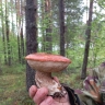 В Кировской области нашли первый красноголовик