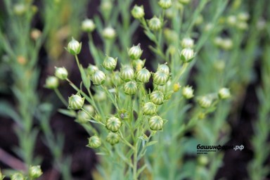 Аграрии получат дополнительную поддержку на научно-технические проекты