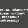 Медвежонка, найденного на трассе возле погибшей матери, передали в Сибирский зоопарк