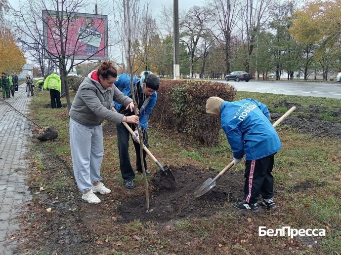 На проспекте Богдана Хмельницкого в Белгороде высадили 200 новых деревьев и кустарников