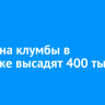 К лету на клумбы в Иркутске высадят 400 тысяч цветов