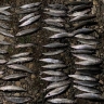 Житель Бурятии незаконно выловил омуль на 200 тысяч рублей
