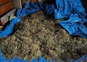 Больше центнера конопли нашли у жителя амурского села Больше центнера конопли нашли у жителя амурского села