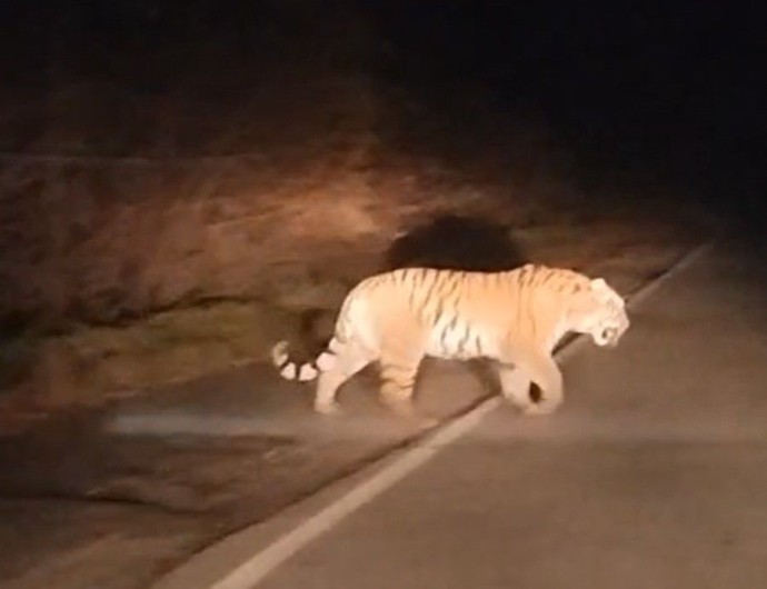 Очередная встреча с тигром произошла в Приморье