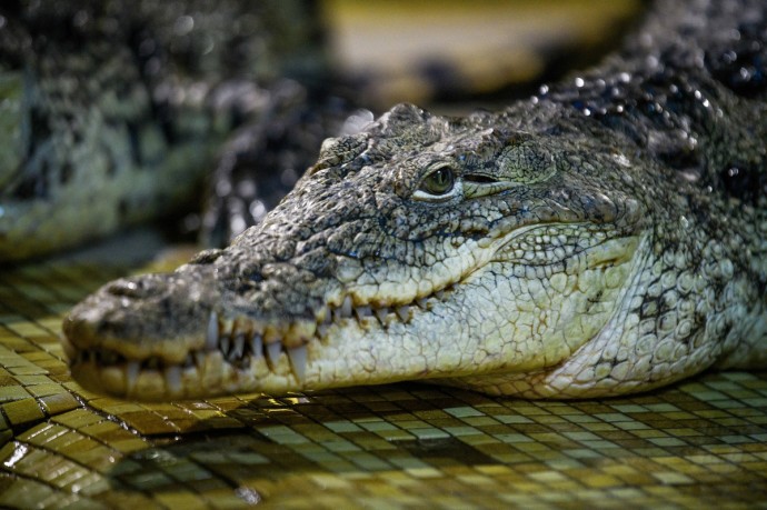 На Филиппинах человека съел гигантский крокодил На Филиппинах человека съел гигантский крокодил