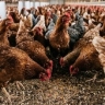 На продажу выставили недвижимость птицефабрики