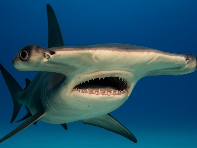 Самая необычная голова в океане: зачем акуле молот и почему без него она бы не выжила
