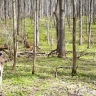 В «Тульских засеках» фотоловушка сняла лосиху с двумя годовалыми лосятами