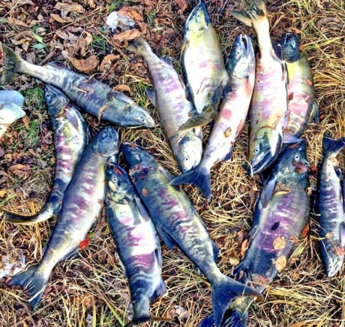 Приморских браконьеров оставили без красной рыбы ради леопардов