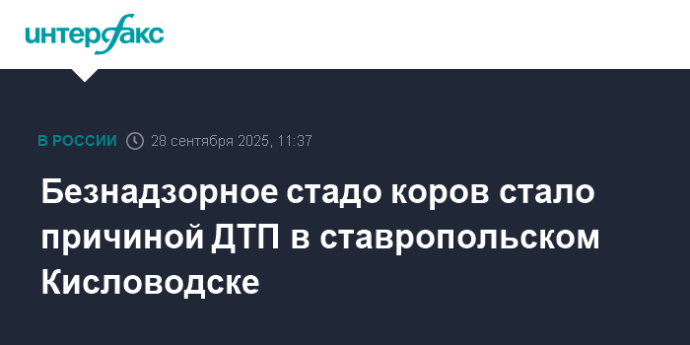 Безнадзорное стадо коров стало причиной ДТП в ставропольском Кисловодске