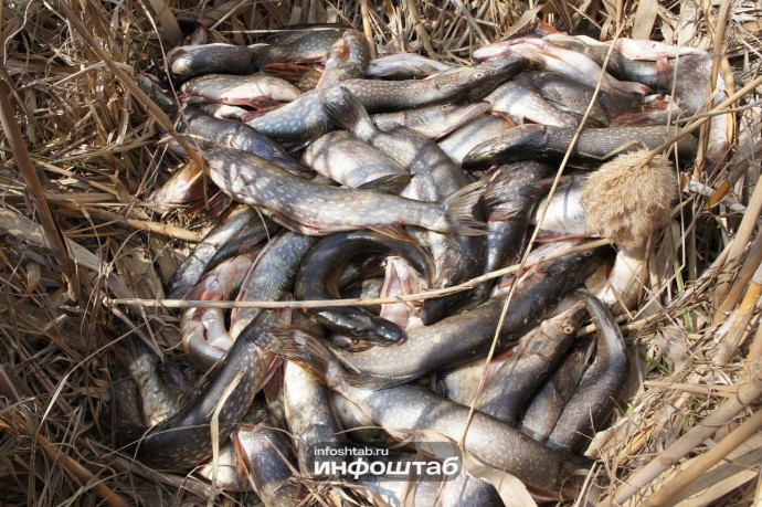 На прилавки Астрахани чуть не попала сомнительная рыба-иностранка На прилавки Астрахани чуть не попала сомнительная рыба-иностранка