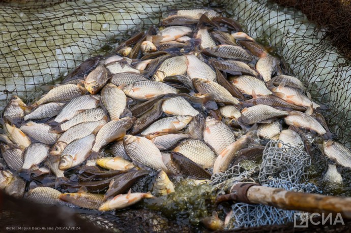 ВТБ в 1,5 раза нарастил поддержку рыбной отрасли Дальнего Востока ВТБ в 1,5 раза нарастил поддержку рыбной отрасли Дальнего Востока