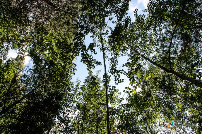 В регионе стали реже гореть леса